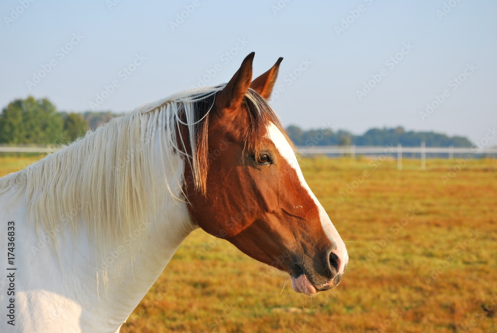 Fototapeta premium Paint Horse