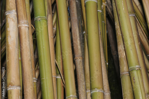 Sfondo di canne - Arundo donax