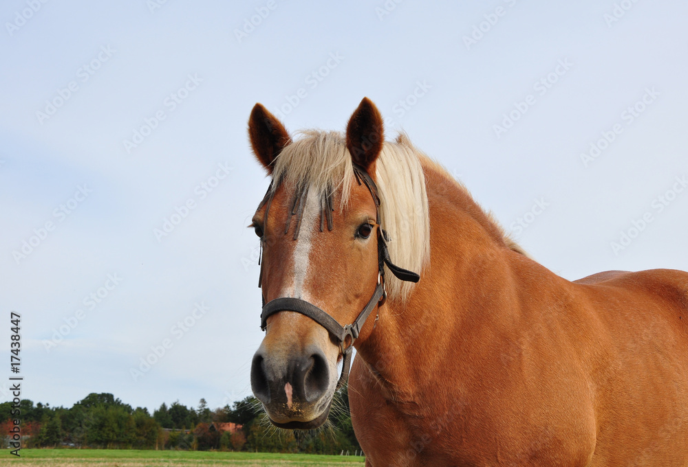 Obraz premium Haflinger auf der Weide