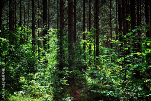 Pine forest © styf