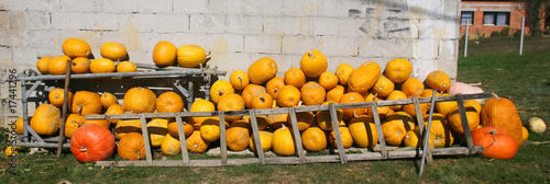 pumpkin farmyard photo