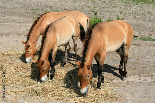 Three Wild Horses