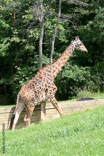 Giraffe