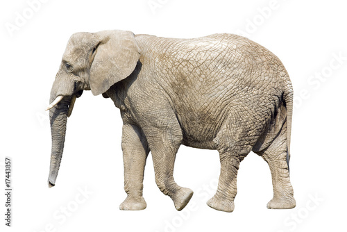 African elephant with clipping path