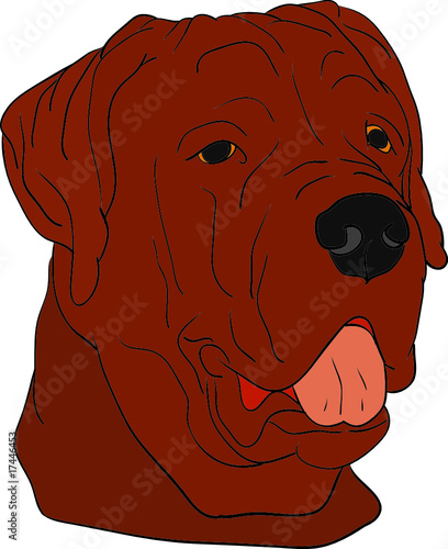 vector - dog head isolated on background