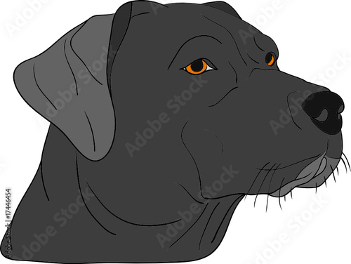 vector - dog head isolated on background
