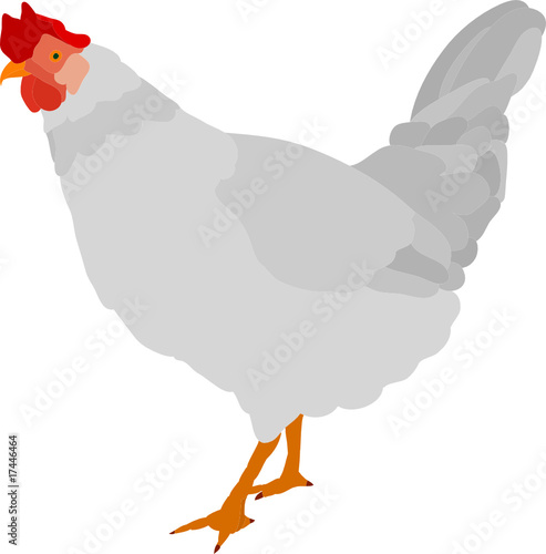 vector - hen isolated on background