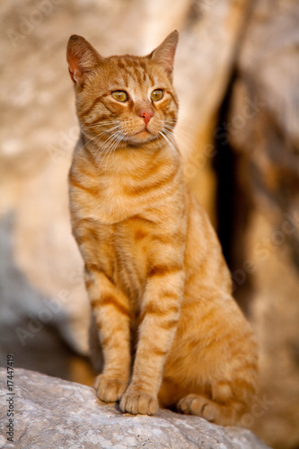 Fototapeta Naklejka Na Ścianę i Meble -  Chat roux