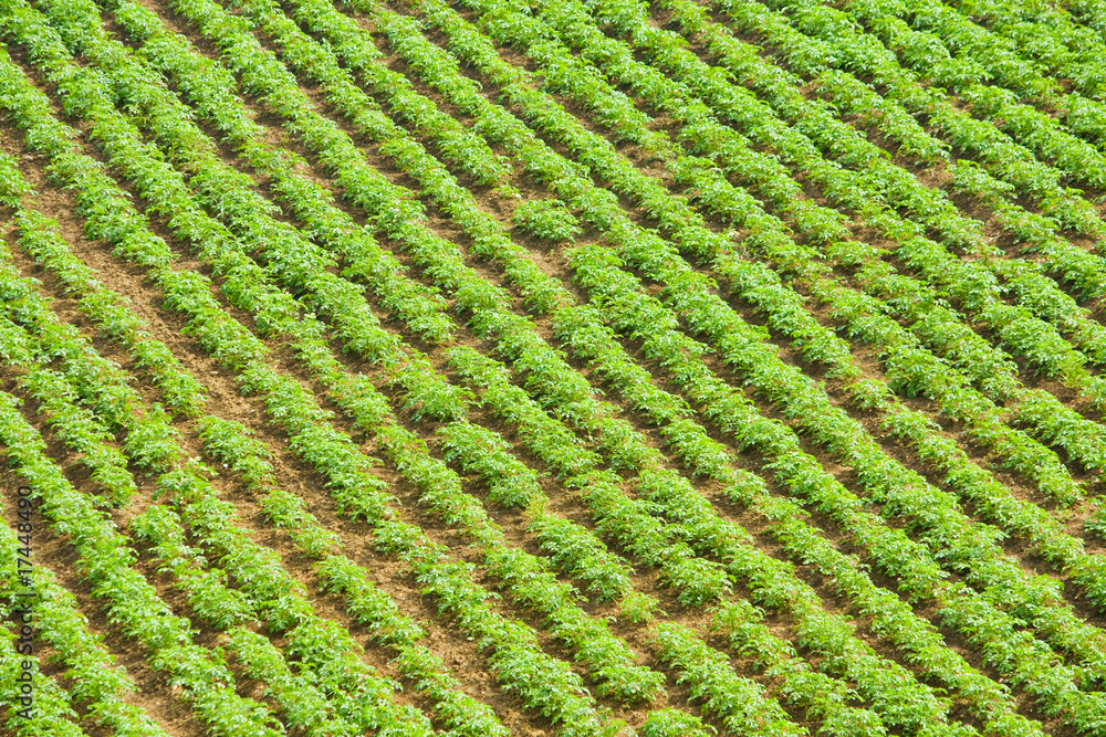 field of potato agricultural plant at spring field of potato agricultural plant at spring