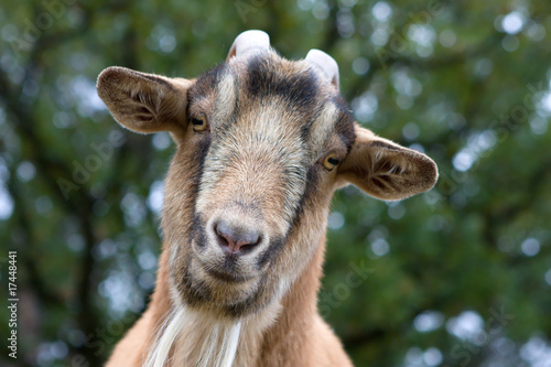 Billy Goat Portrait