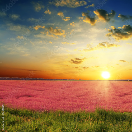 green grass, red field and beautiful sunset