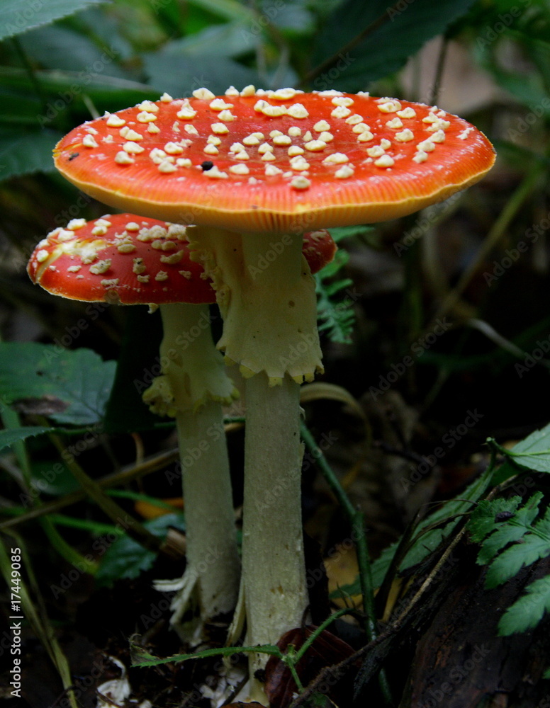 Fototapeta premium Fliegenpilz