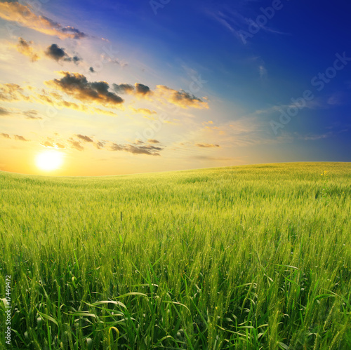 field of wheat on a background sunset