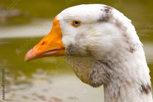 Porträt einer Gans photo