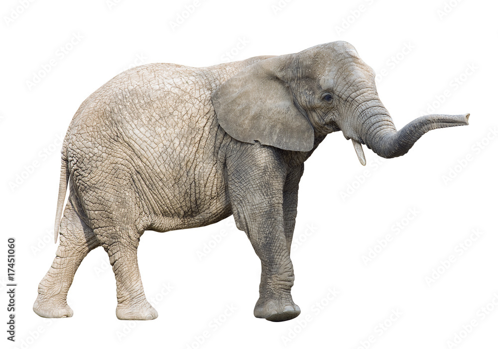 African elephant with clipping path