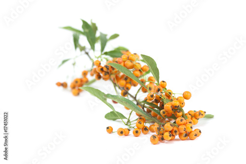 orange pyrocantha berries photo