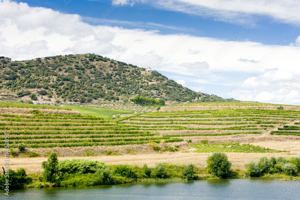 vineyars in Douro Valley, Portugal