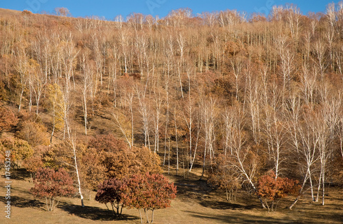 Colorful birches on slope under blue sky © Jimmy Lu