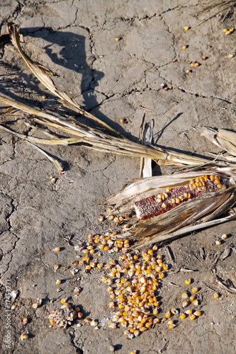 Wasted corn photo