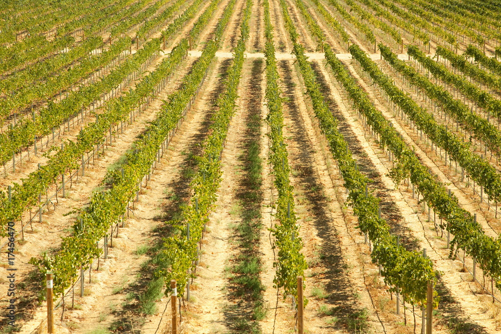 Beautiful Wine Vineyard