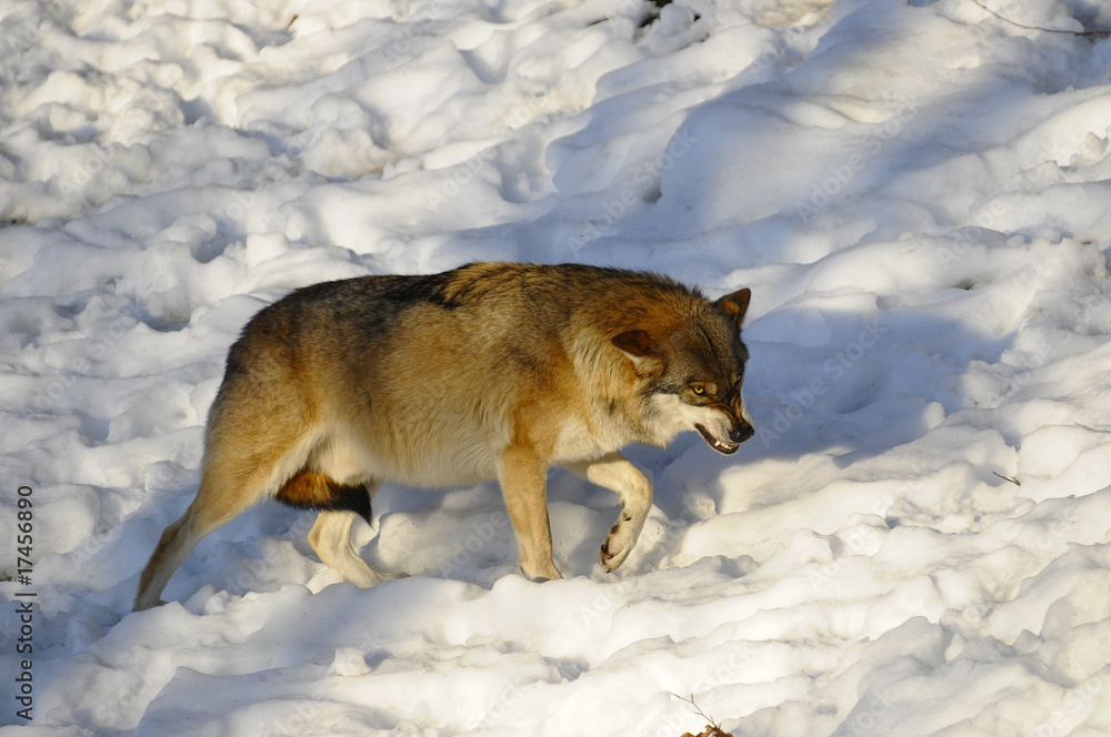 Fototapeta premium Wolf im Schnee