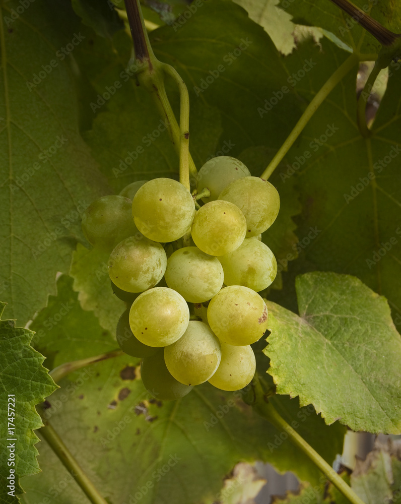 Ripe juicy cluster of grapes in an environment of leaves Ripe juicy cluster of grapes in an environment of leaves