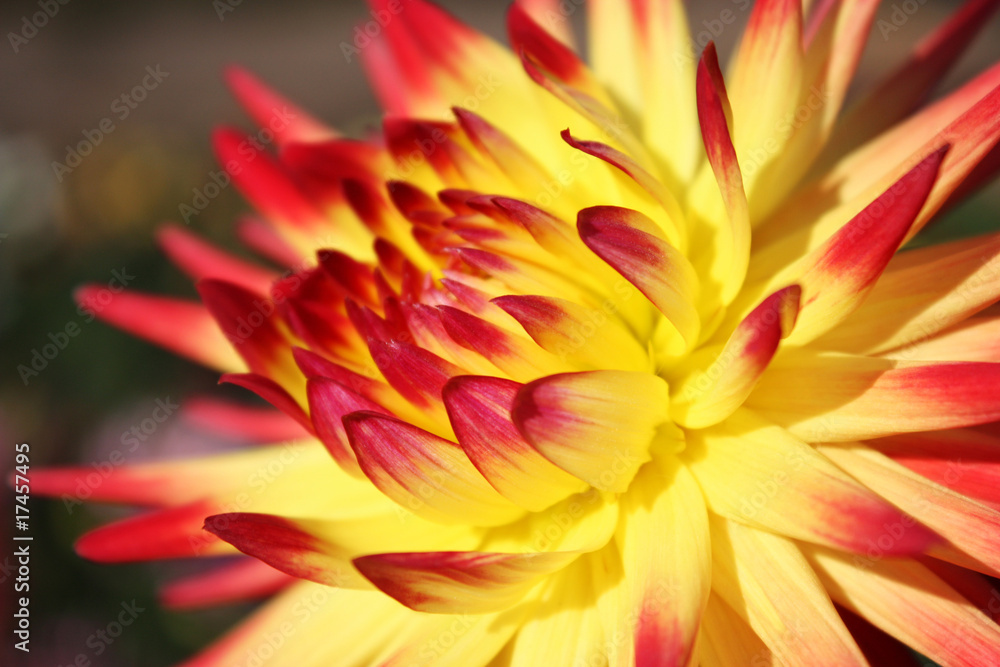 Chrysanthemum_2