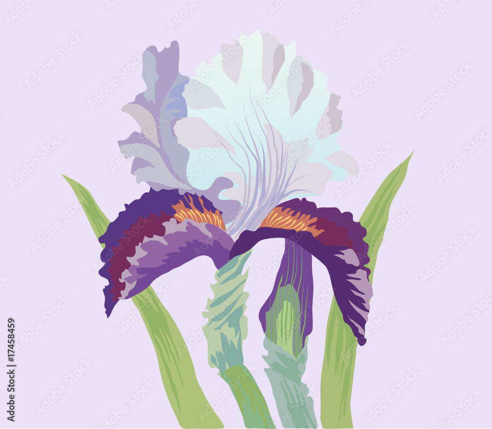 Naklejka premium Iris