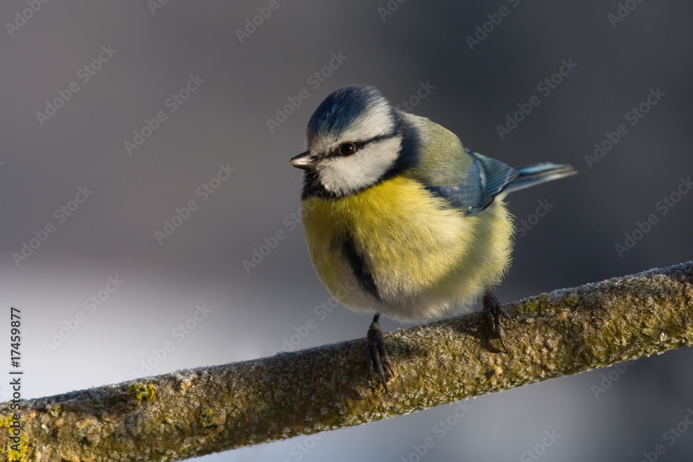 Obraz premium Blaumeise - parus caeruleus