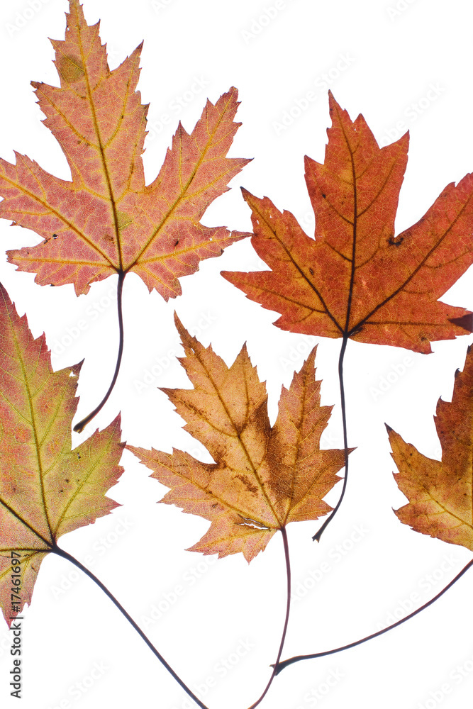 Autumn leaves.. Autumn leaves..