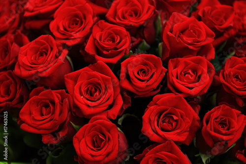 Roses de l'amour
