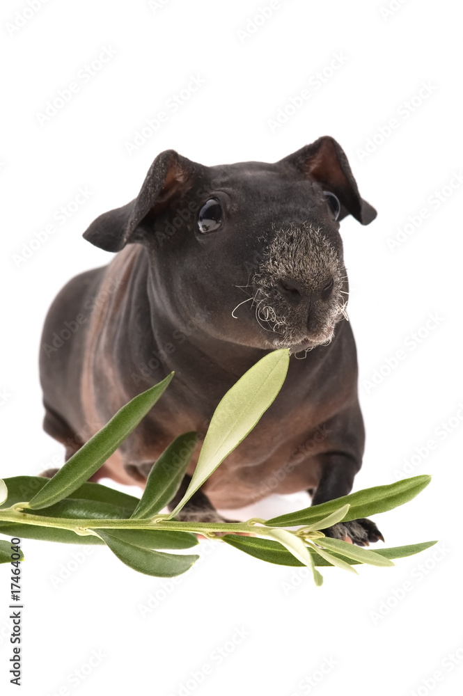 Fototapeta premium skinny guinea pig and olive branch on white background