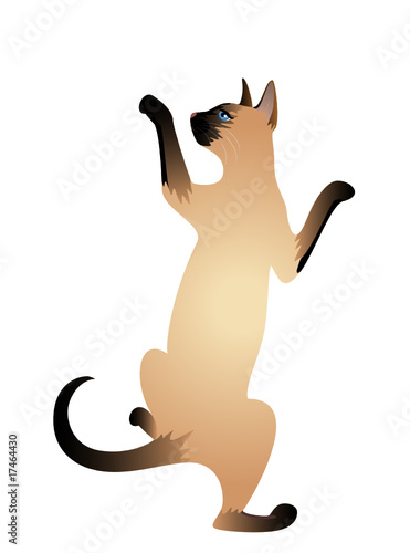 Beautiful cat on a white background