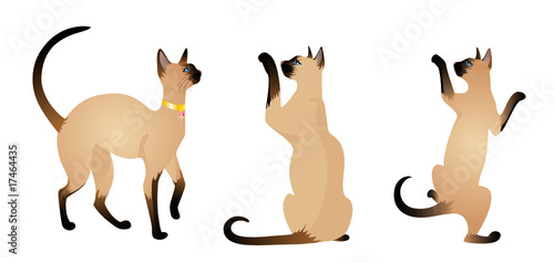Beautiful cat on a white background
