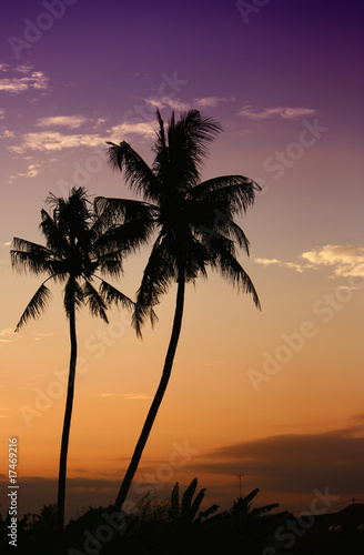 lovely coconut trees