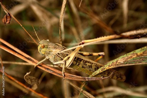 Grasshopper