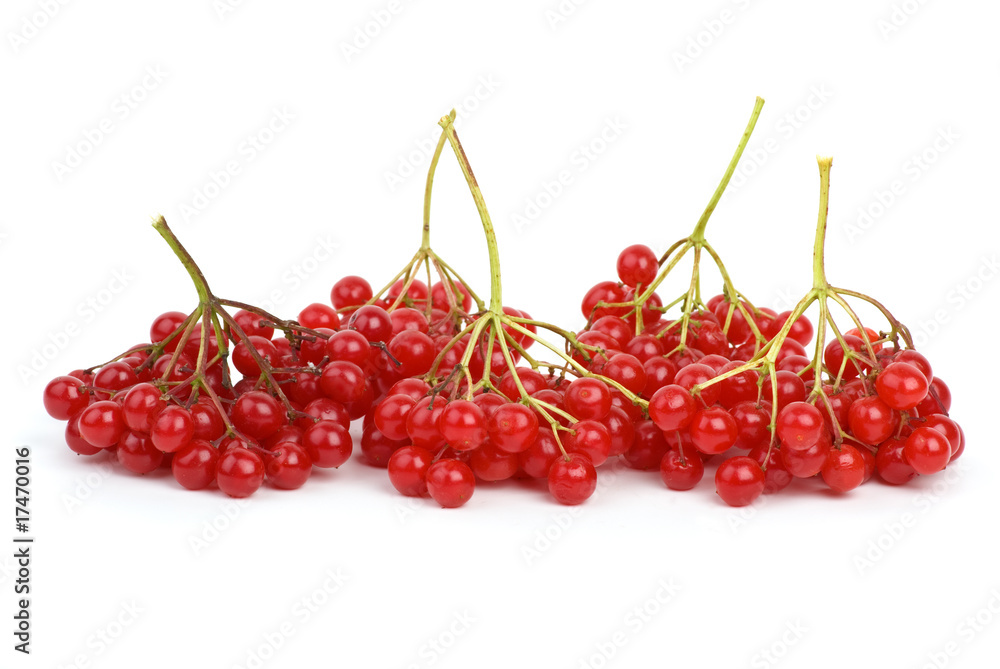 Viburnum berries Viburnum berries