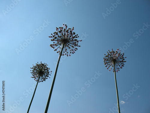 Inflorescences onions against the blue sky. Back light