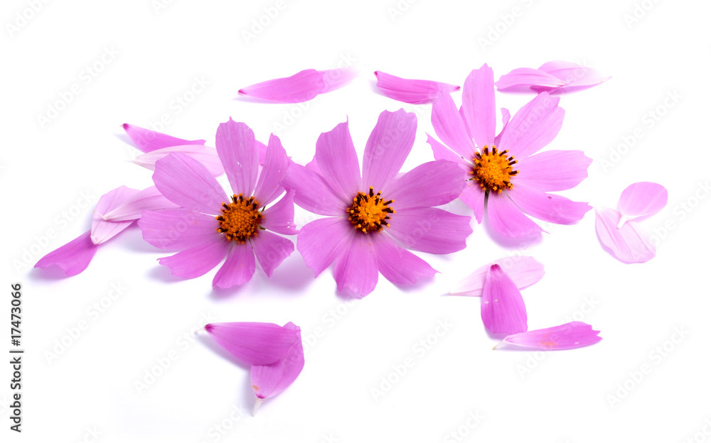 Fototapeta premium Flowers