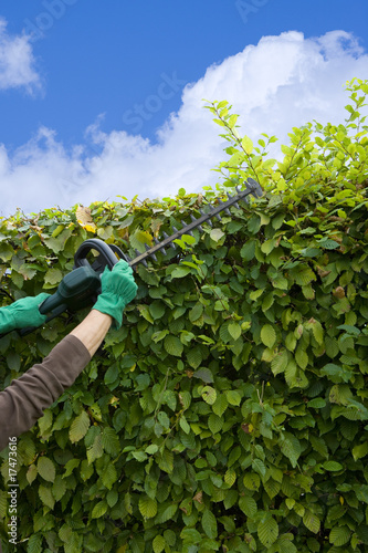 Hecke Schneiden