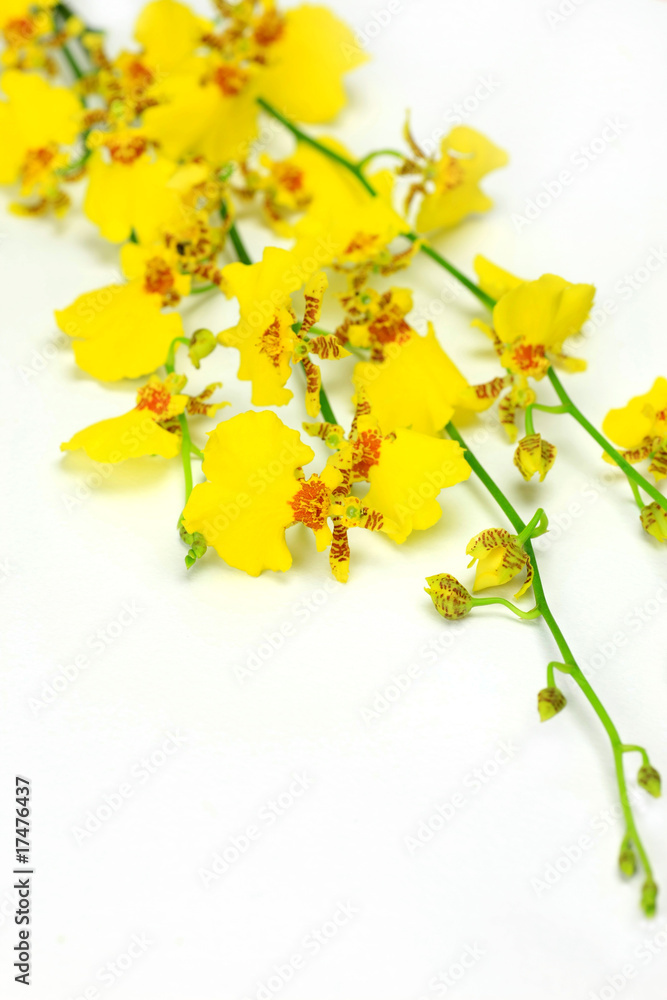 oncidium oncidium