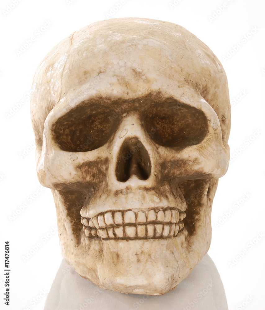 Obraz premium skull skeleton with reflection isolated on white background ..