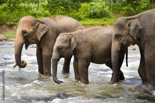 A herd of Asian Elephants cross a large river