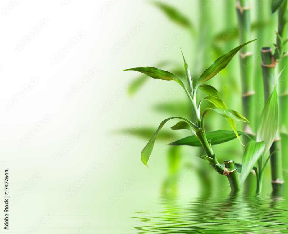 Fototapeta premium Bambus im Wasser