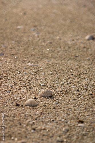 Two seashells on the beach