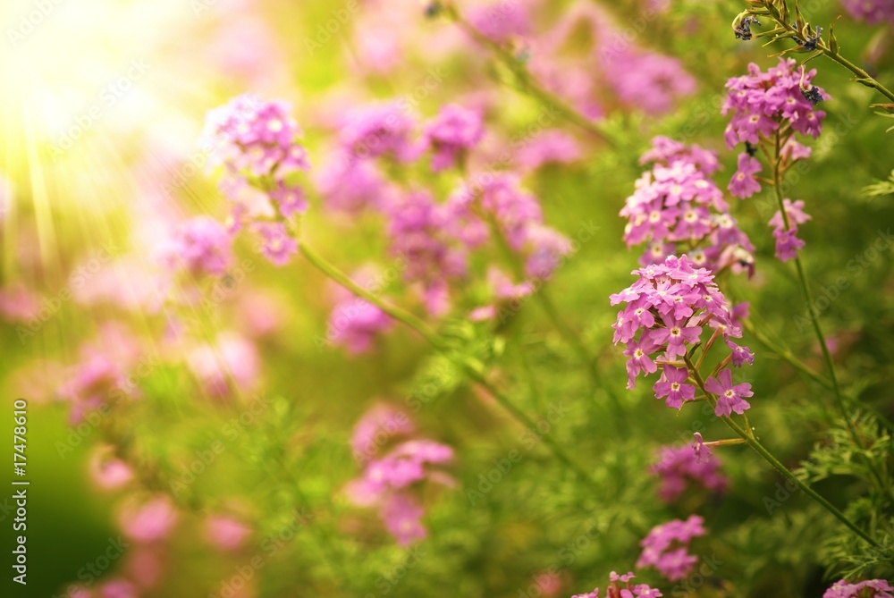 Pink verbena flowers in the field with sunlight. Pink verbena flowers in the field with sunlight.