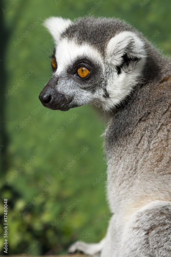 Obraz premium Portrait Of A Madagascar Ring Tailed Lemur