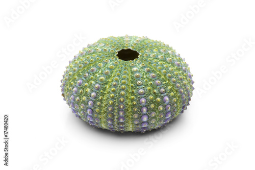 Seeigel