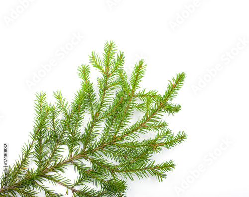 green fir branches