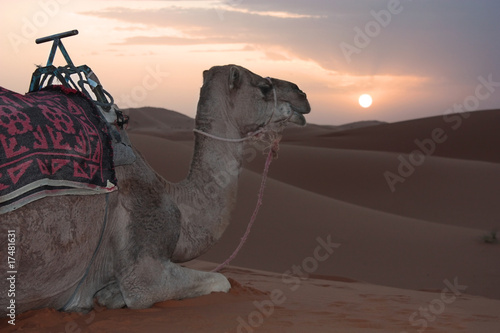 Dromedario nel deserto al tramonto photo